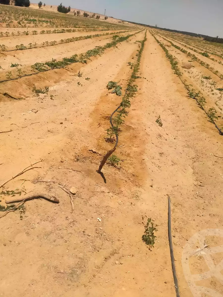 https://aqarmap.com.eg/en/listing/6164802-for-sale-beheira-wadi-el-natrun