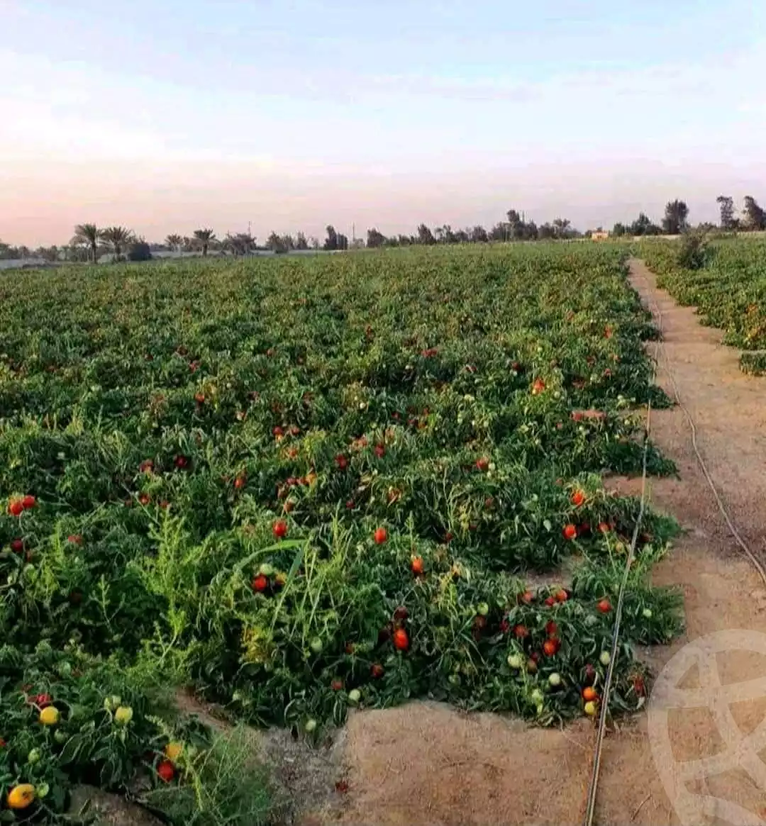 https://aqarmap.com.eg/en/listing/6218121-for-sale-monufia-shibin-el-kom