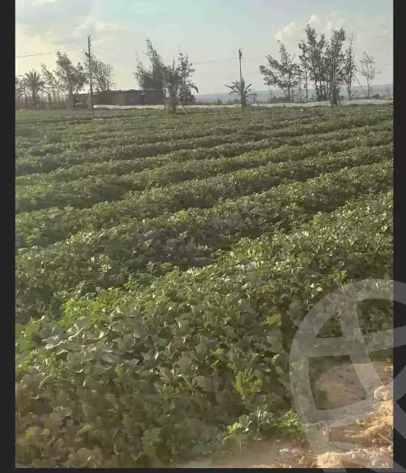 https://aqarmap.com.eg/ar/listing/6298175-for-sale-beheira-wadi-el-natrun-bany-salama