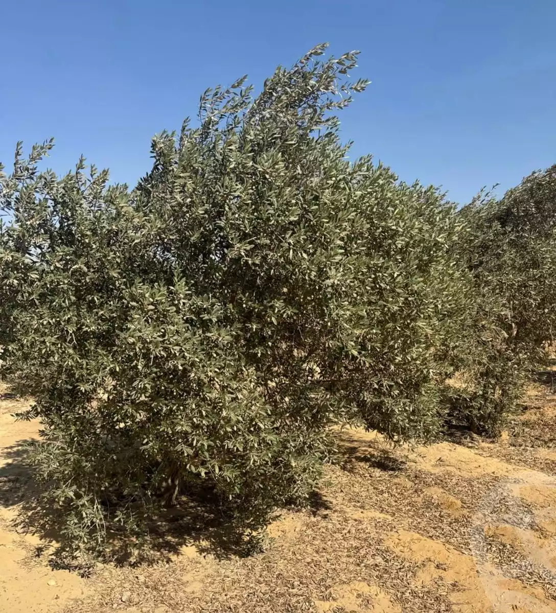 https://aqarmap.com.eg/ar/listing/6327491-for-sale-el-fayoum-fayoum-fayoum-city-agricultural-tower