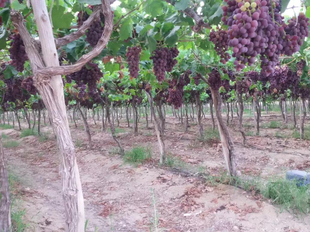 https://aqarmap.com.eg/ar/listing/6352155-for-sale-beheira-new-nubariya-el-yasha-village