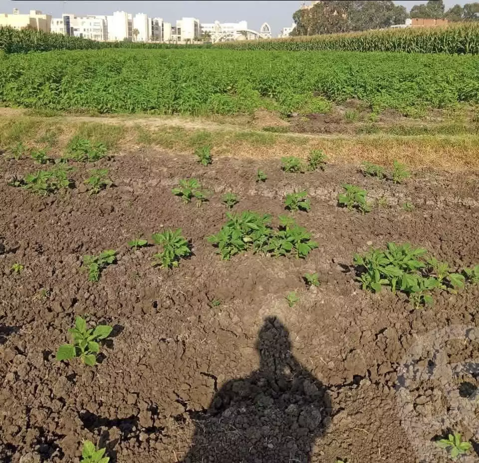 https://aqarmap.com.eg/ar/listing/6378520-for-sale-gharbia-tanta-tanta-city