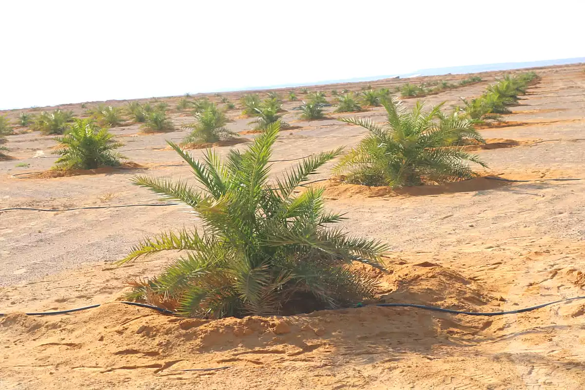 https://aqarmap.com.eg/ar/listing/6673600-for-sale-marsa-matruh-siwa-oasis-wahet-siwaa-city