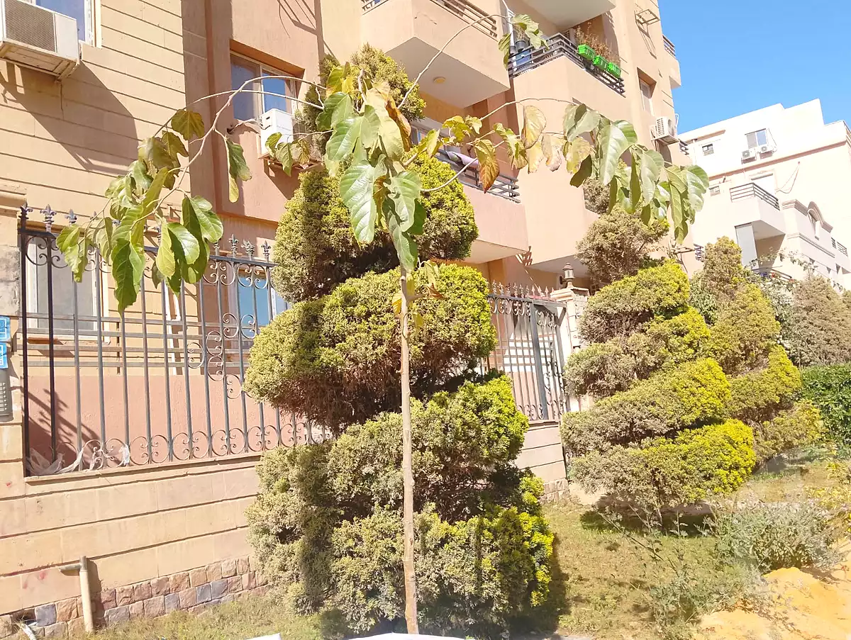 https://aqarmap.com.eg/ar/listing/6703093-for-rent-cairo-new-cairo-el-lotus-lotus-north-lmntq-lthlth-llwts-lshmly