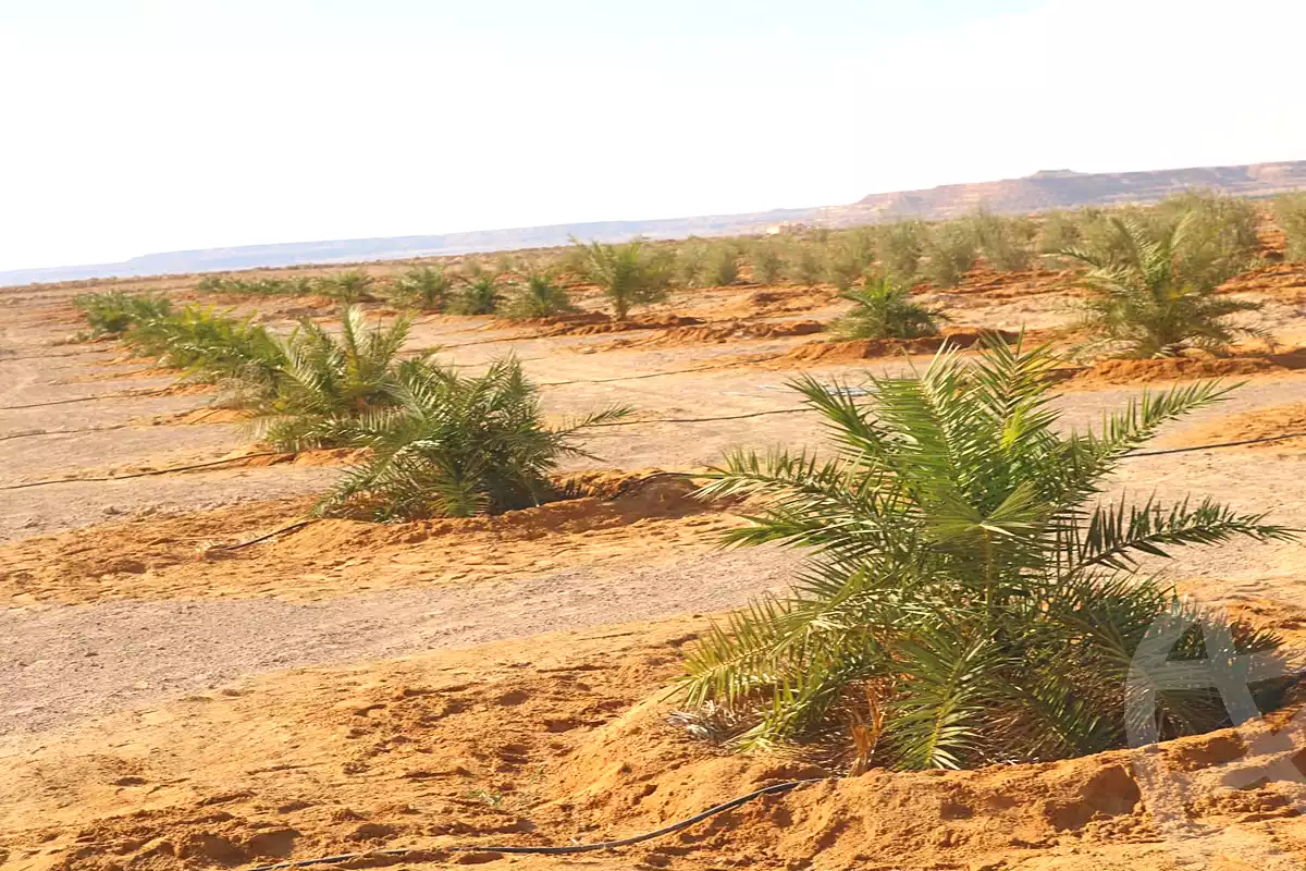https://aqarmap.com.eg/ar/listing/6713698-for-sale-marsa-matruh-siwa-oasis-wahet-siwaa-city