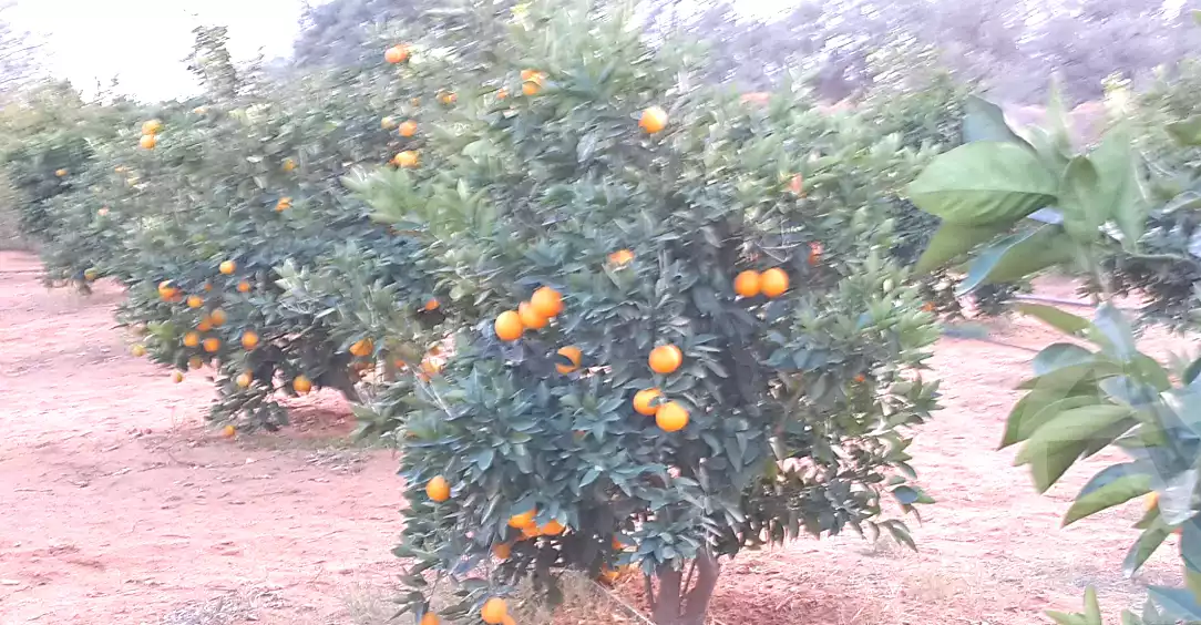 https://aqarmap.com.eg/en/listing/6740598-for-sale-beheira-wadi-el-natrun
