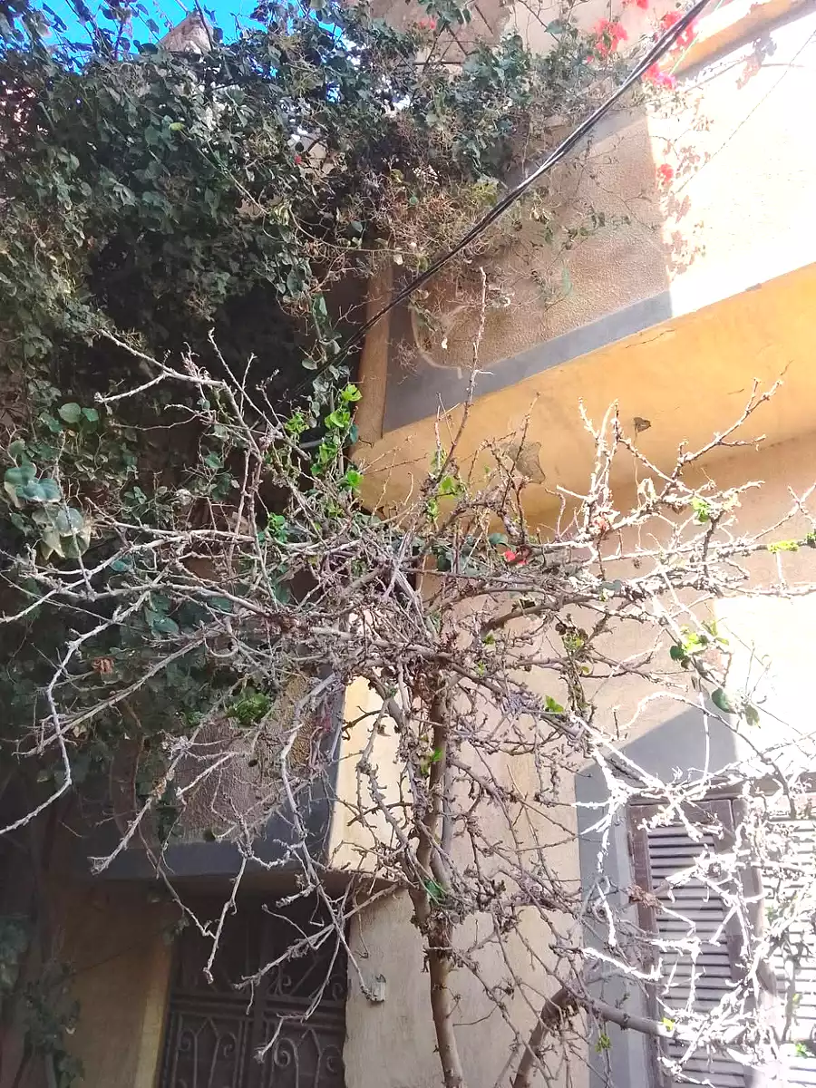 https://aqarmap.com.eg/ar/listing/6789421-for-sale-alexandria-abu-talat