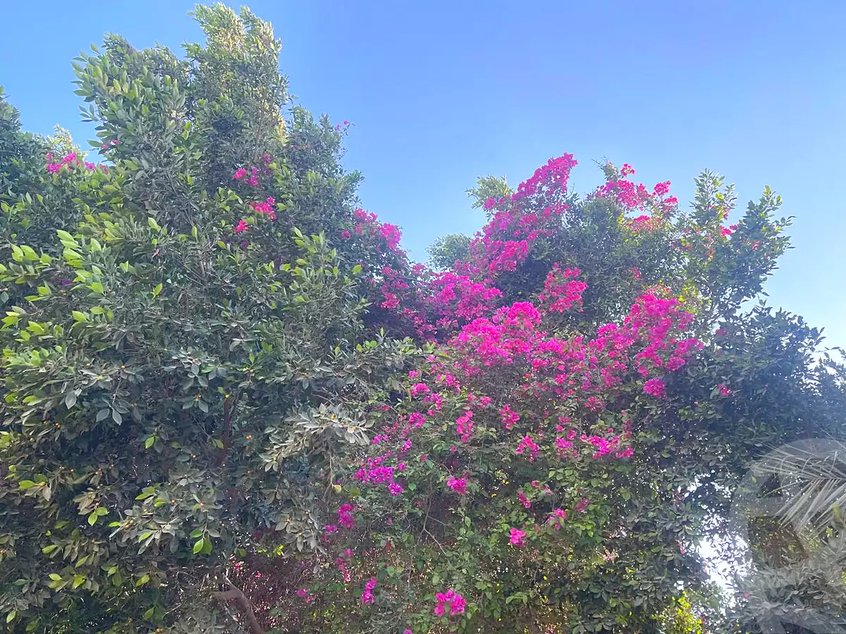 https://aqarmap.com.eg/en/listing/6790803-for-sale-cairo-el-sheikh-zayed-city