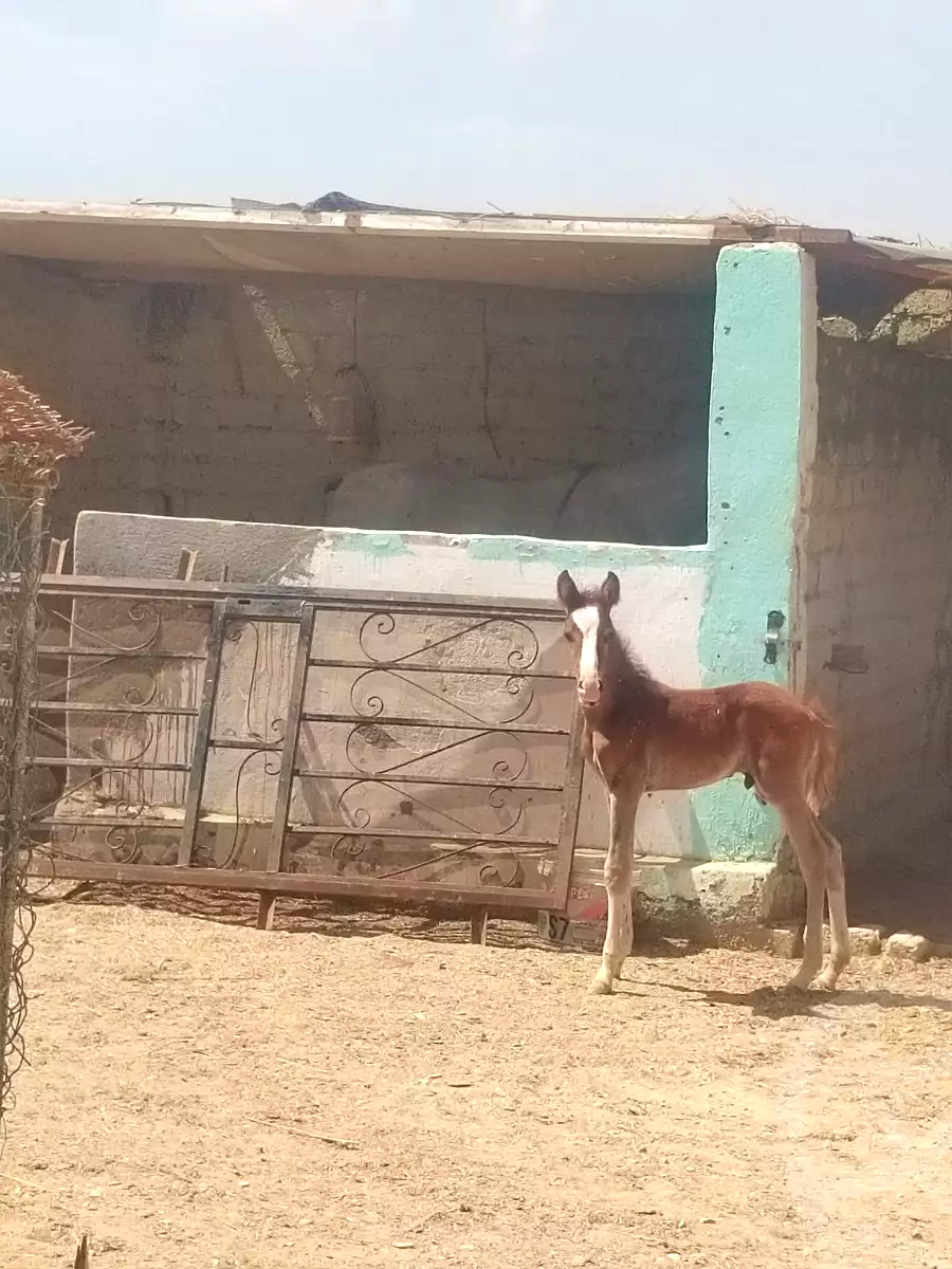 https://aqarmap.com.eg/ar/listing/6790887-for-sale-asyut-asyut-city-el-gomhoreya-st