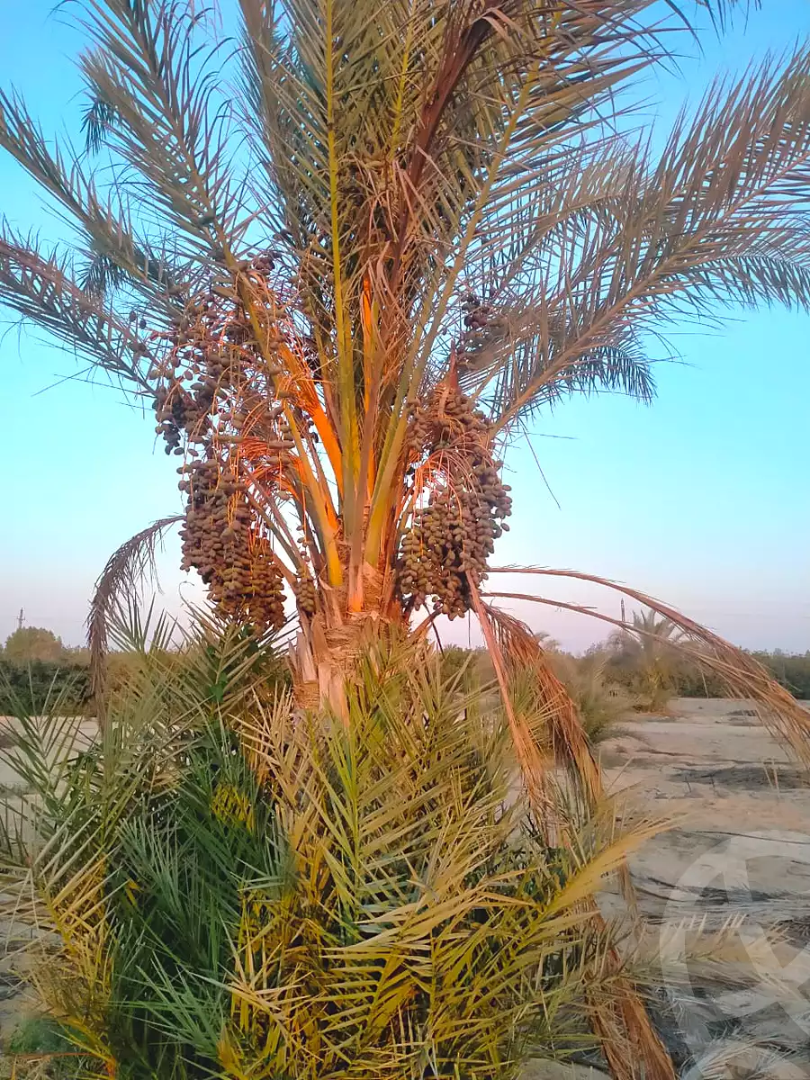 https://aqarmap.com.eg/ar/listing/6839721-for-sale-cairo-el-sheikh-zayed-city-alex-cairo-desert-road-mdyn-sfnks-ljdyd-cascada