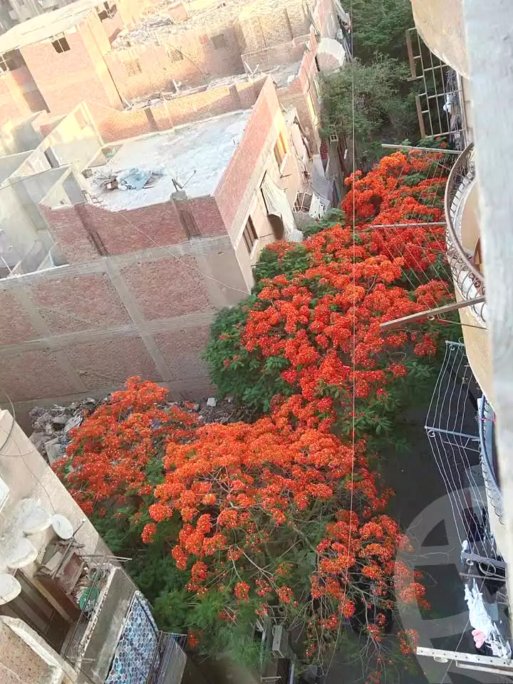 https://aqarmap.com.eg/en/listing/6843635-for-sale-cairo-el-omraneya-l-mrny-lgrby