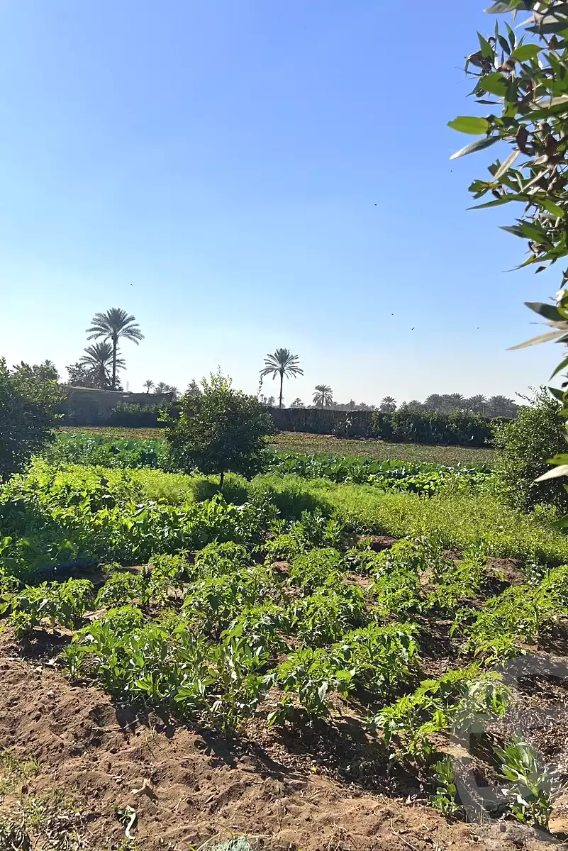 https://aqarmap.com.eg/en/listing/6846516-for-sale-cairo-el-mansuriyyah-el-saliba