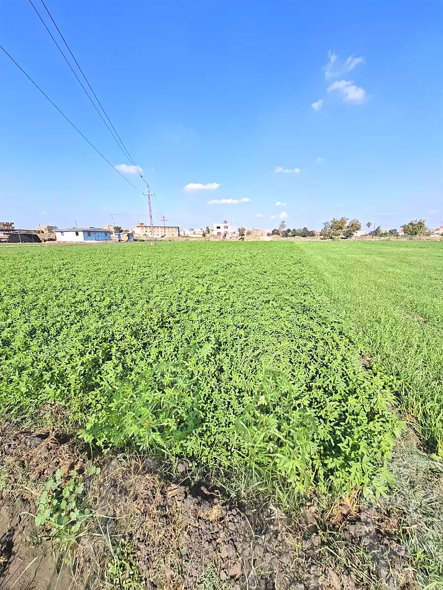 https://aqarmap.com.eg/en/listing/6901484-for-sale-sharqia-faqous-faqous-city