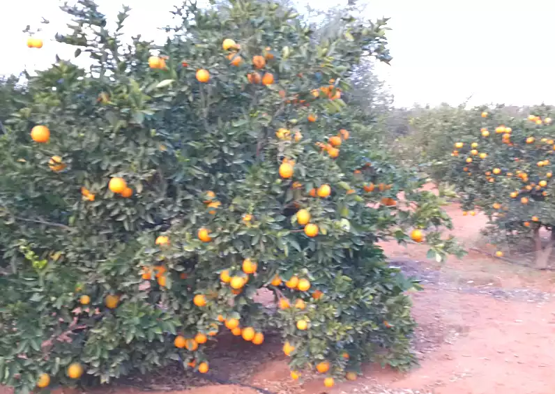 https://aqarmap.com.eg/en/listing/6916381-for-sale-beheira-wadi-el-natrun