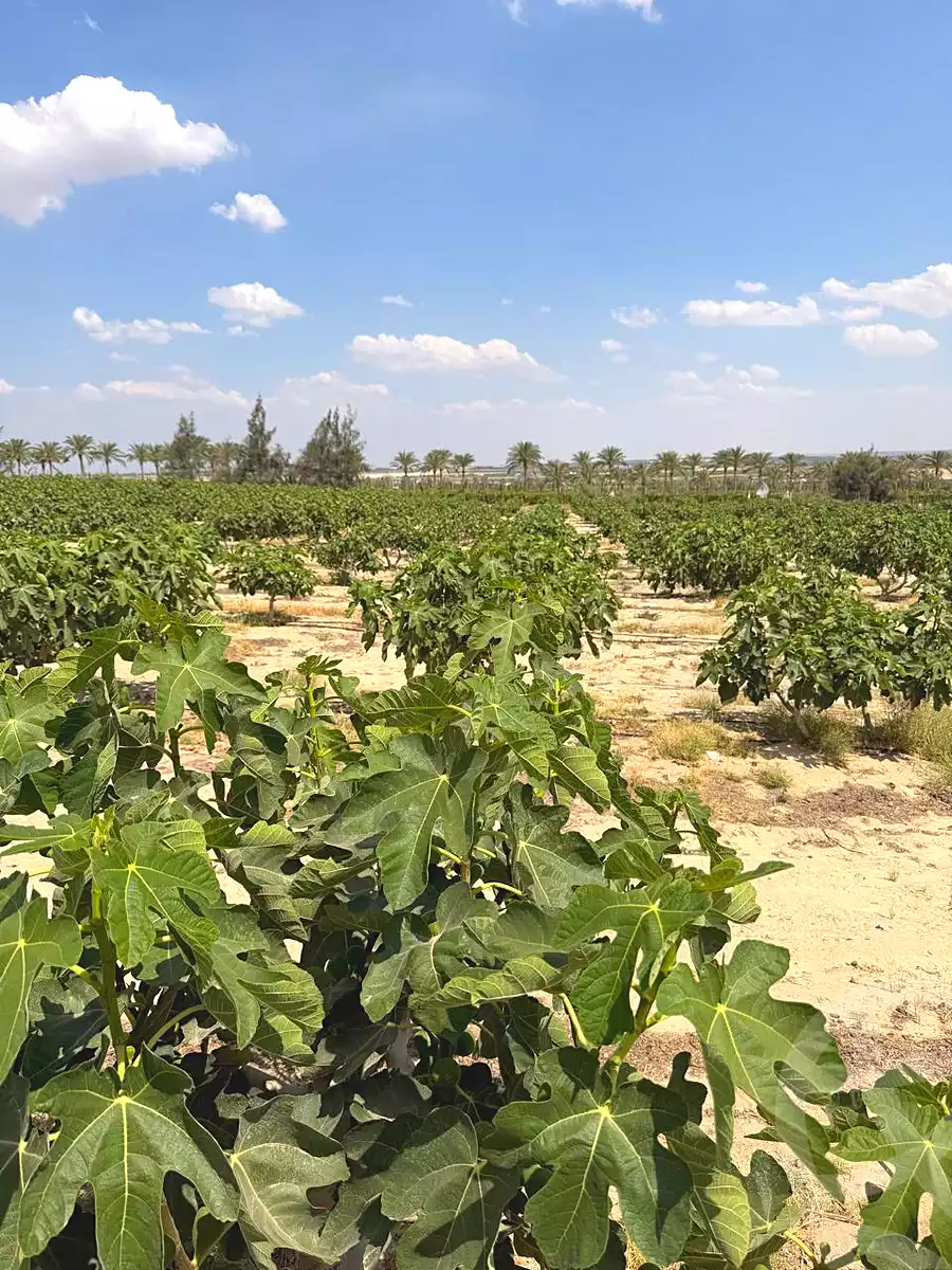https://aqarmap.com.eg/ar/listing/6997255-for-sale-cairo-el-sheikh-zayed-city-alex-cairo-desert-road