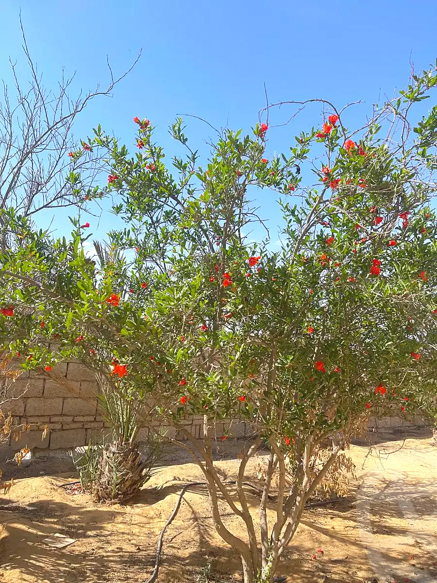 https://aqarmap.com.eg/en/listing/7043139-for-sale-cairo-6th-of-october-green-belt-wadi-el-nile