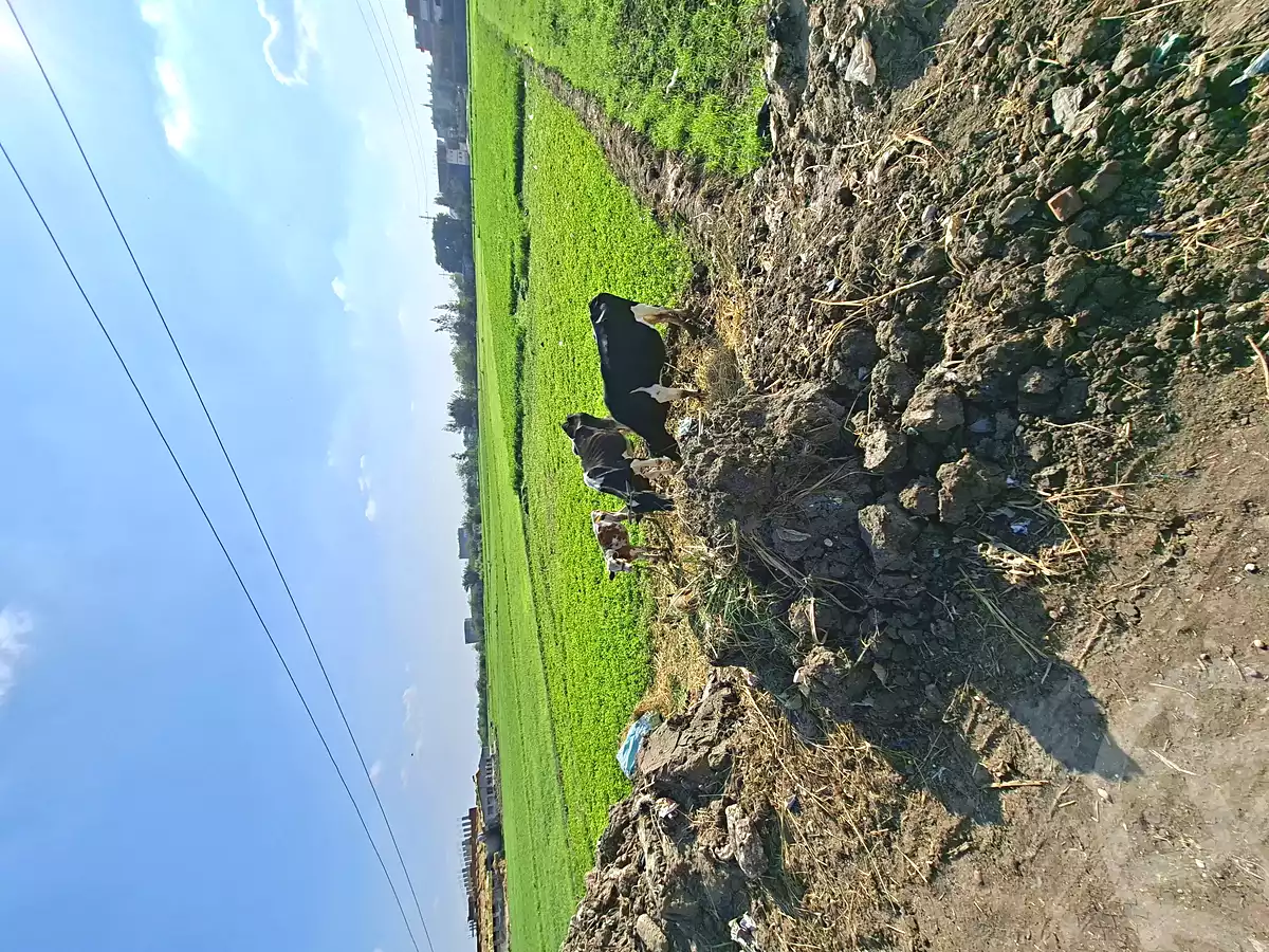 https://aqarmap.com.eg/ar/listing/7064389-for-sale-sharqia-faqous-el-sawaleh