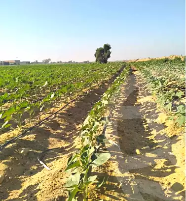 https://aqarmap.com.eg/ar/listing/7078042-for-sale-el-fayoum-tamiya-tamiyyah-city