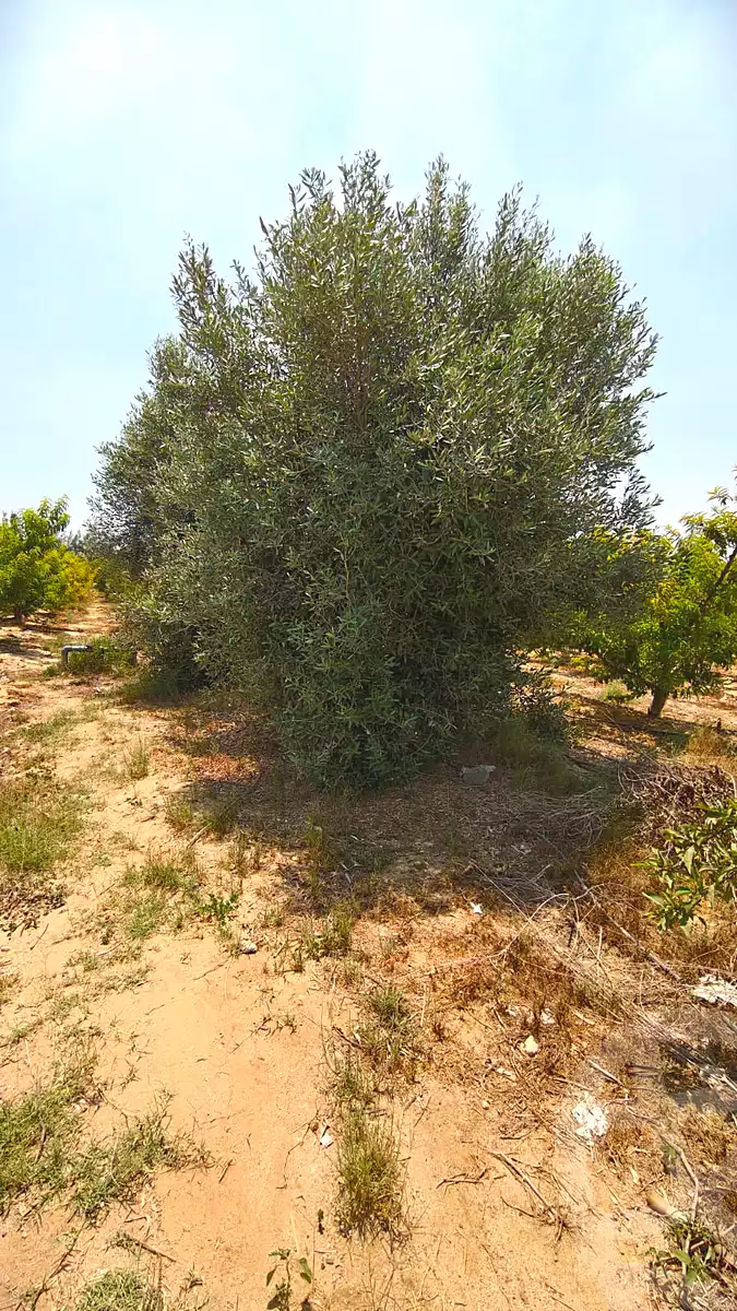 https://aqarmap.com.eg/ar/listing/7128781-for-sale-beheira-new-nubariya-el-yasha-village