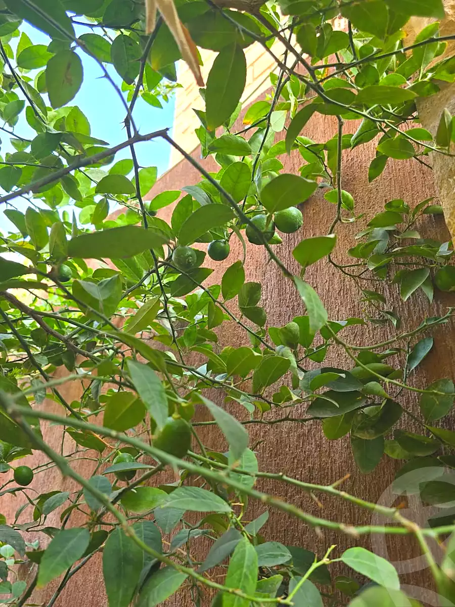 https://aqarmap.com.eg/ar/listing/7165388-for-sale-cairo-el-sheikh-zayed-city-el-hay-elasher-street-100