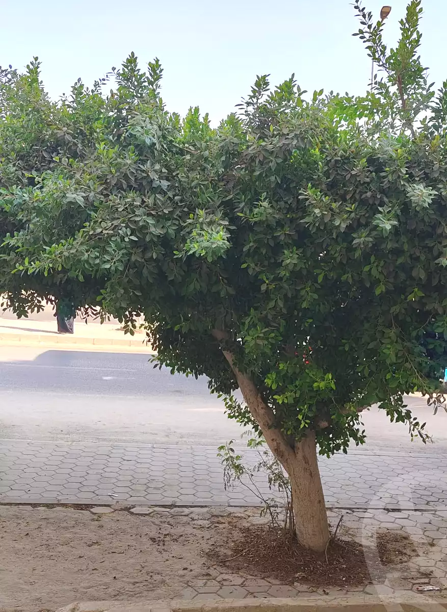 https://aqarmap.com.eg/ar/listing/7169412-for-sale-cairo-15th-of-may-mjwr-21-shr-hsnyn-mkhlwf