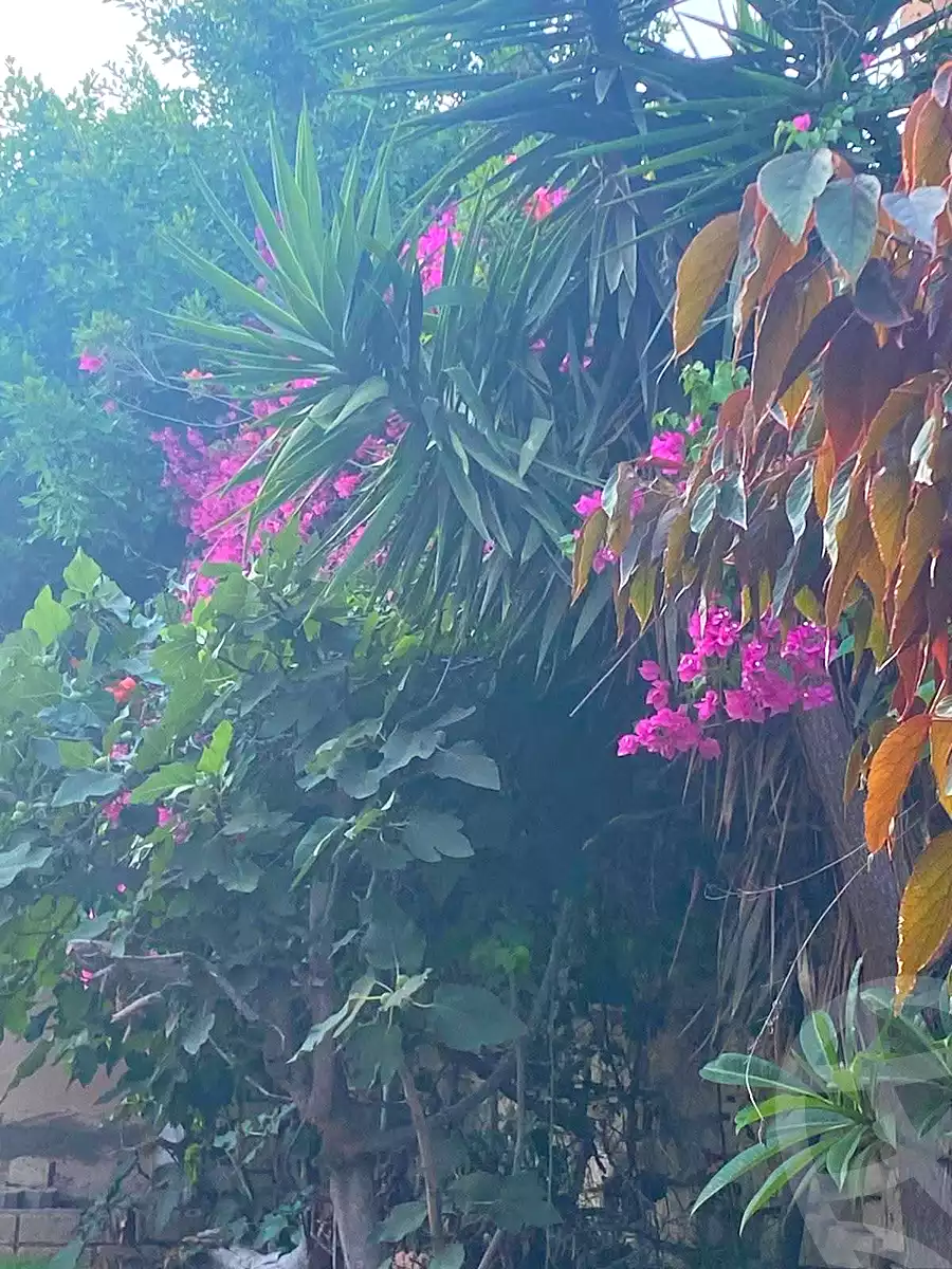 https://aqarmap.com.eg/ar/listing/7173084-for-sale-alexandria-al-agamy-lbytsh-el-hanafeya-st
