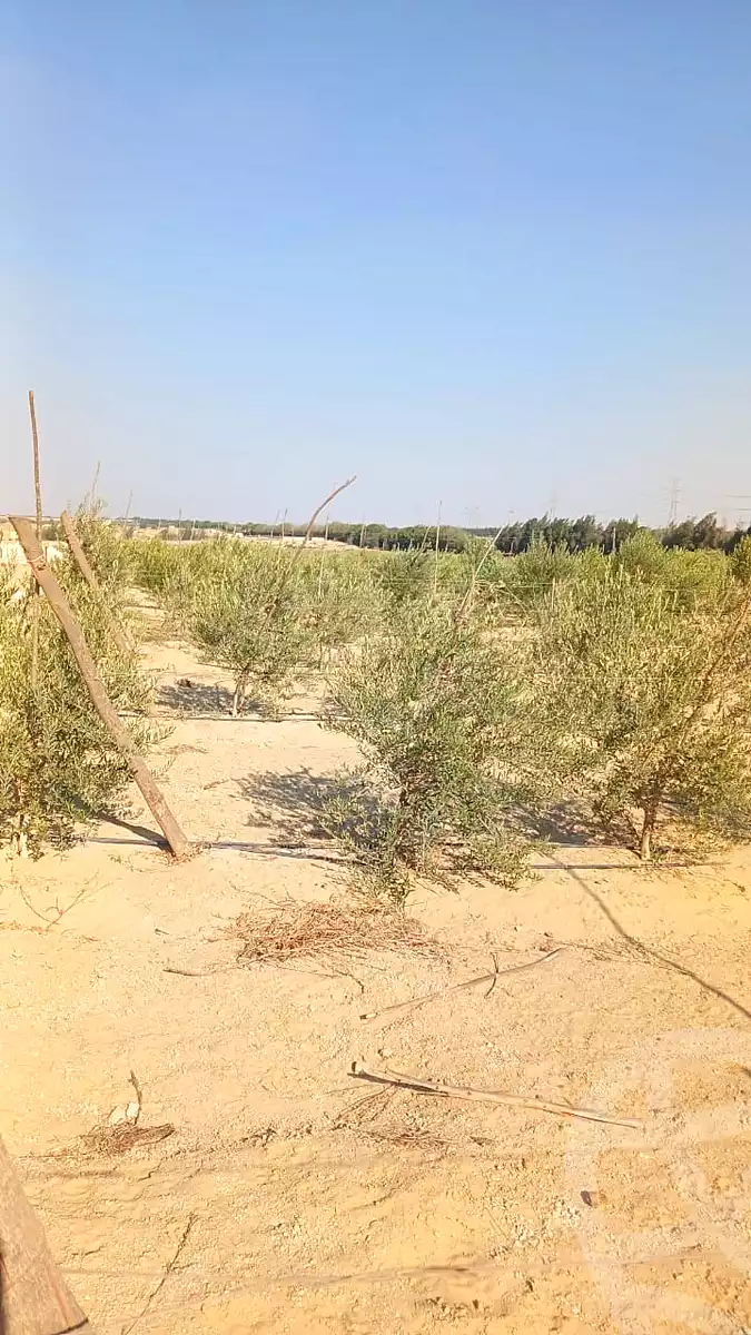 https://aqarmap.com.eg/ar/listing/7242037-for-sale-cairo-el-sheikh-zayed-city-alex-cairo-desert-road-mntq-fr-y-btryq-skndryh-lshrwy