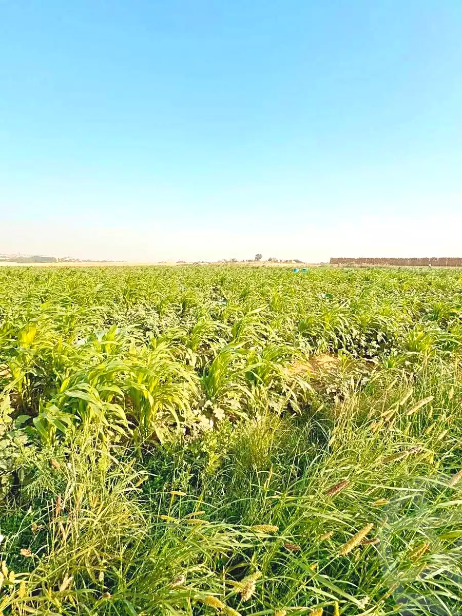 https://aqarmap.com.eg/en/listing/7245825-for-sale-cairo-ljyz-l-yt