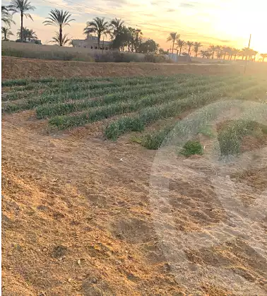 https://aqarmap.com.eg/en/listing/7261500-for-sale-el-fayoum-tamiya-tamiyyah-city