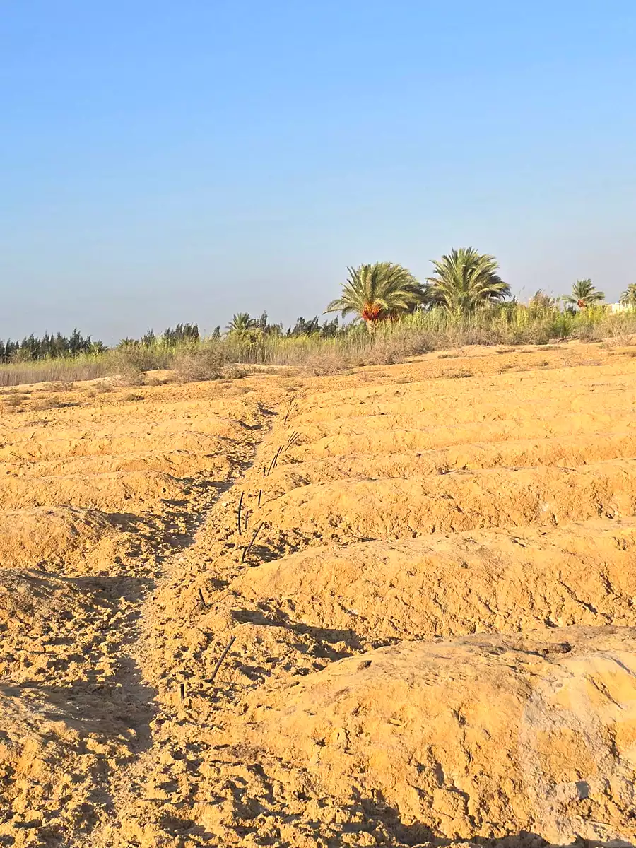 https://aqarmap.com.eg/en/listing/7267640-for-sale-beheira-wadi-el-natrun-el-safa-village-and-el-marwa