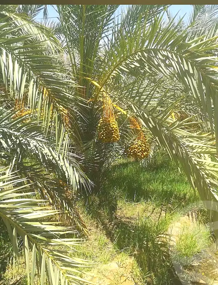 https://aqarmap.com.eg/ar/listing/7276243-for-sale-new-valley-kharga-oasis-hai-treaa-el-dakhla