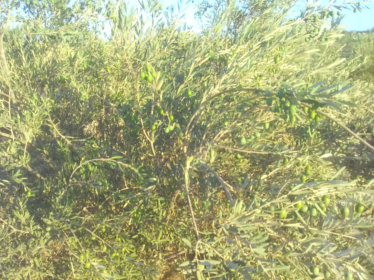 https://aqarmap.com.eg/ar/listing/7310021-for-sale-suez-el-ganain-shandoura-village