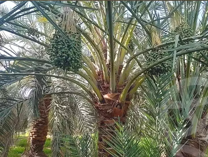https://aqarmap.com.eg/ar/listing/7315067-for-sale-new-valley-kharga-oasis-hai-el-aml