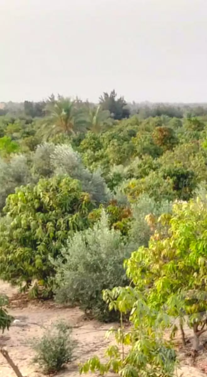 https://aqarmap.com.eg/ar/listing/7356946-for-sale-cairo-el-sheikh-zayed-city-alex-cairo-desert-road-mdyn-sfnks-ljdyd-cascada