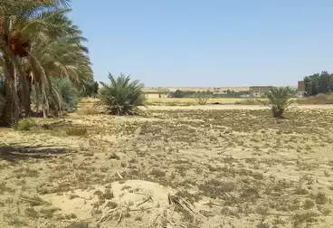 أراضي للبيع