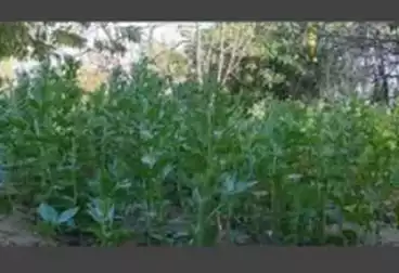 Farm For sale