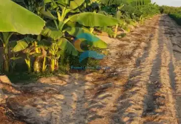 Farm For sale