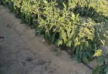 Farm For sale