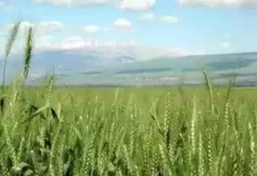 Farm For sale