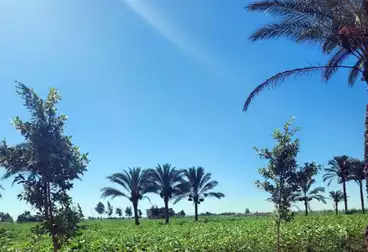 أرض زراعية للبيع