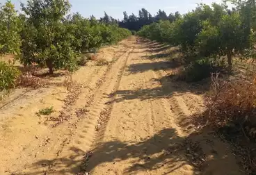 أرض زراعية للبيع
