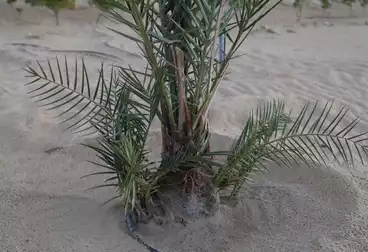 أرض زراعية للبيع