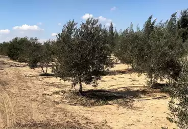 أرض زراعية للبيع