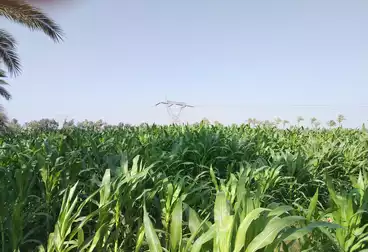 Farm For sale
