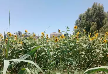 أرض زراعية للبيع