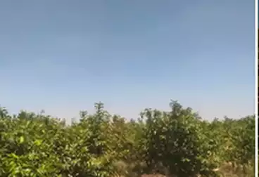 أراضي للبيع