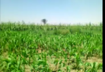 Farm For sale