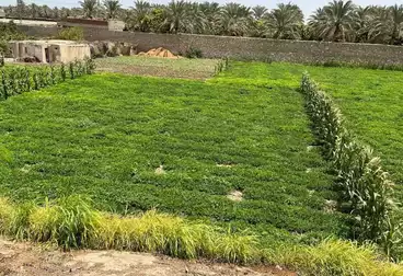 Farm For sale