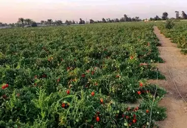 Farm For sale