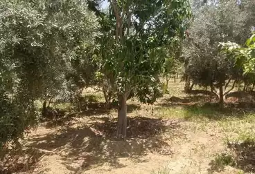 Farm For sale